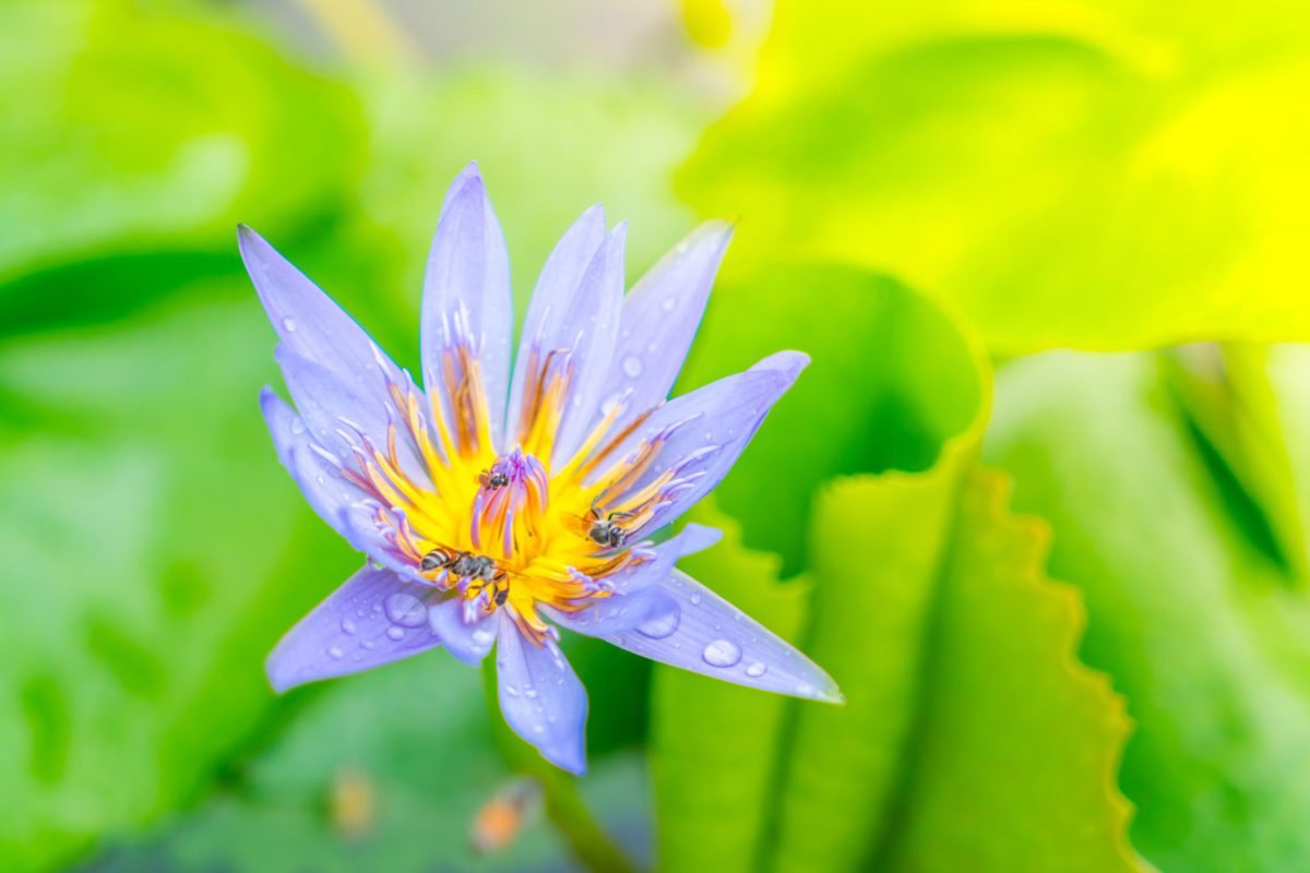 Blue Lotus Flower