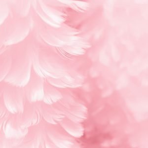 Closeup Pink Feathers