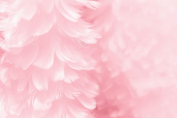 Closeup Pink Feathers
