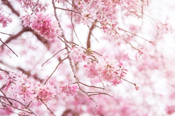 Floral Pink Branches