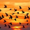 Birds at Sunset