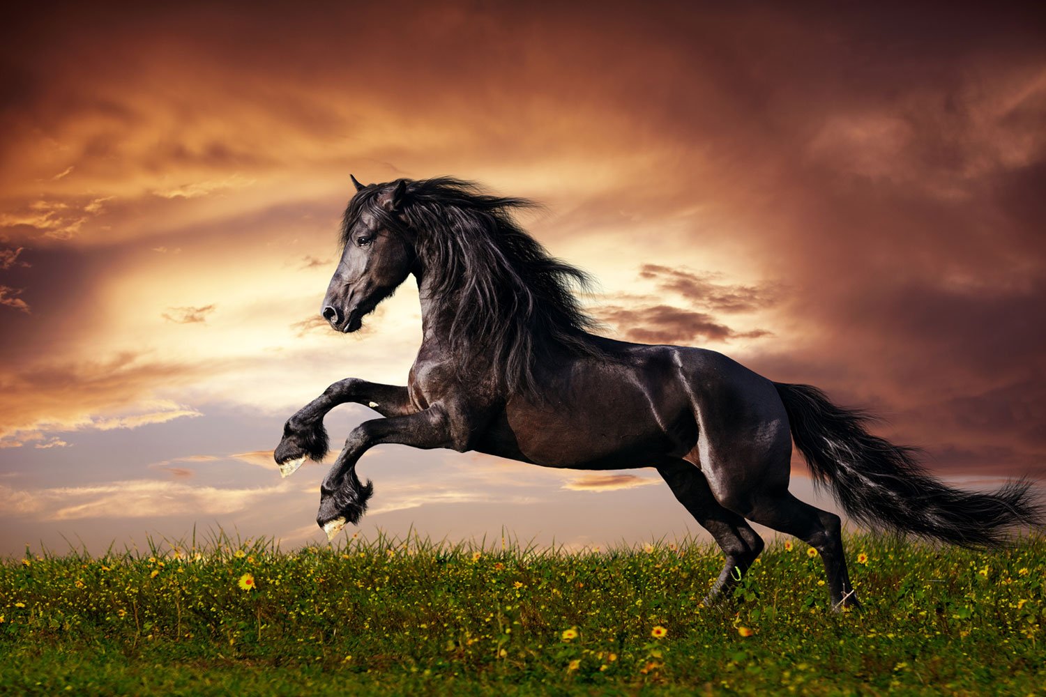 black-stallion-at-sunset-print-a-wallpaper