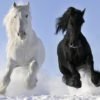 Black White Horses Frontal