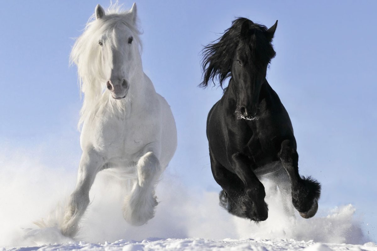 Black White Horses Frontal