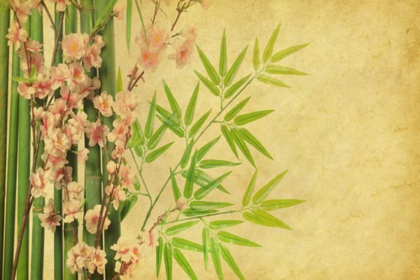 Blossom and Bamboo