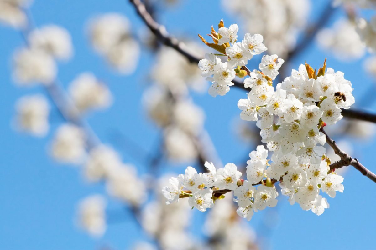 Cherry Flowers on Branch