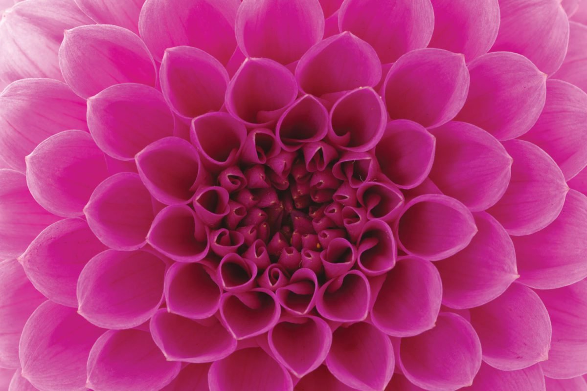 Closeup Pink Flower