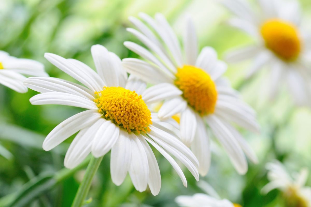 Closeup White Flowers