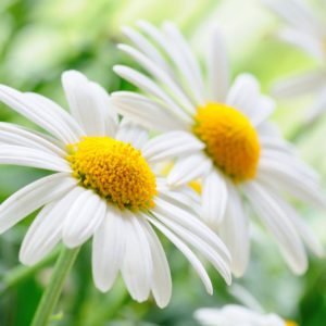 Closeup White Flowers