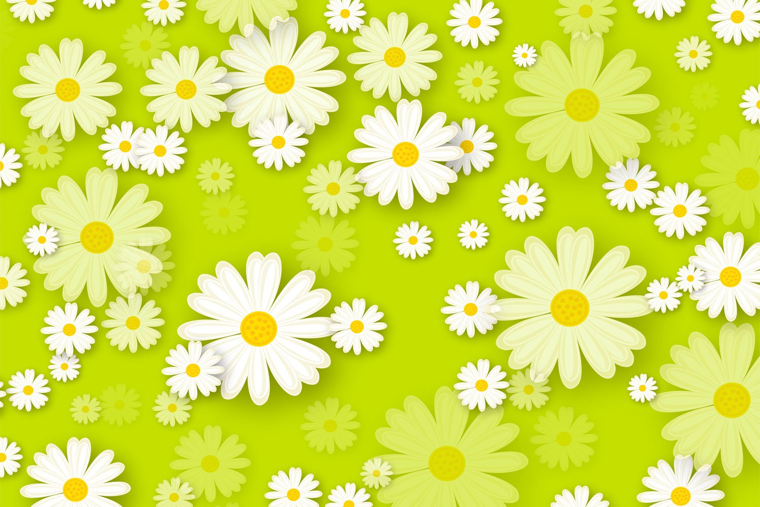 Bunch Of Beautiful Daisies Flower Wallpaper Free Download