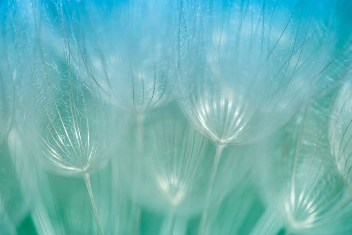 Dandelions on Blue