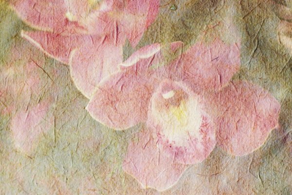 Faded Flowers on Cement2