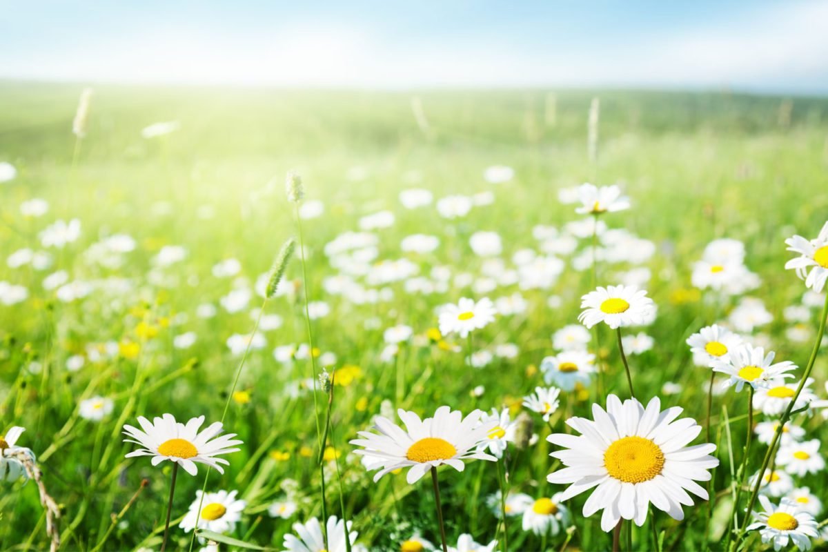 Field of Daisy Flowers