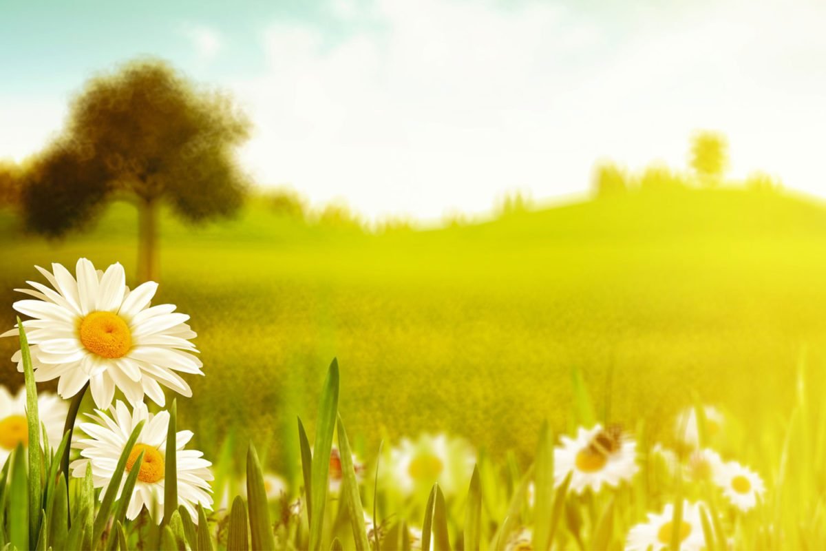 Flowers in Field