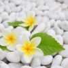 Flowers on White Pebbles