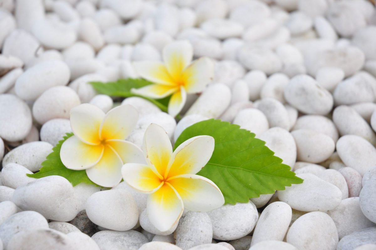 Flowers on White Pebbles