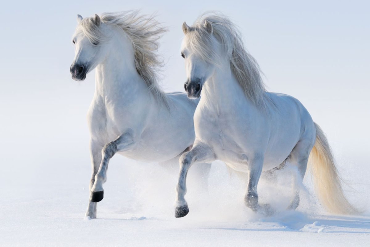 Galloping White Horses