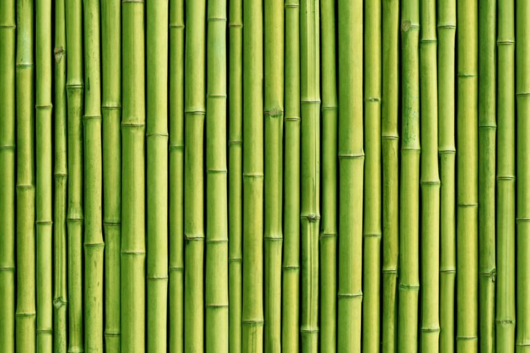 Green Bamboo Sticks – Print A Wallpaper