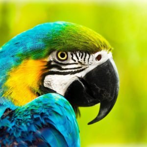 Macaw Closeup