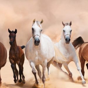 Panoramic Horses