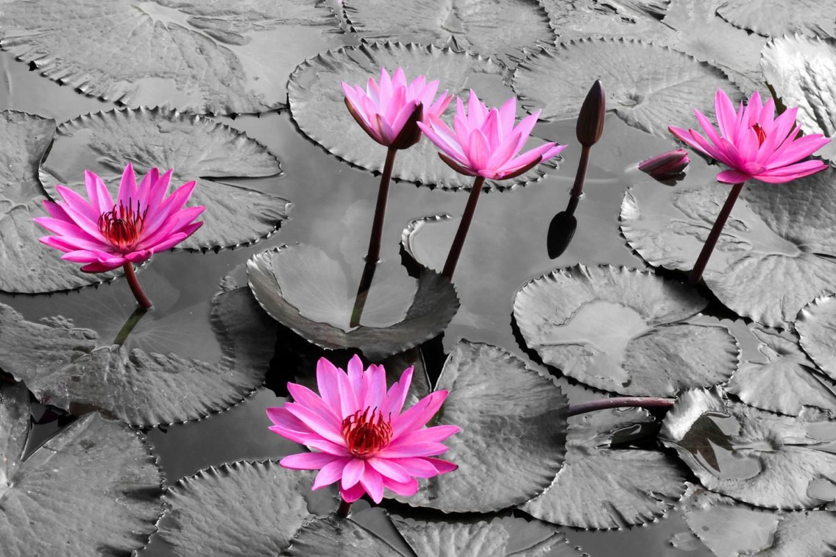 Pink Lotus in Pond