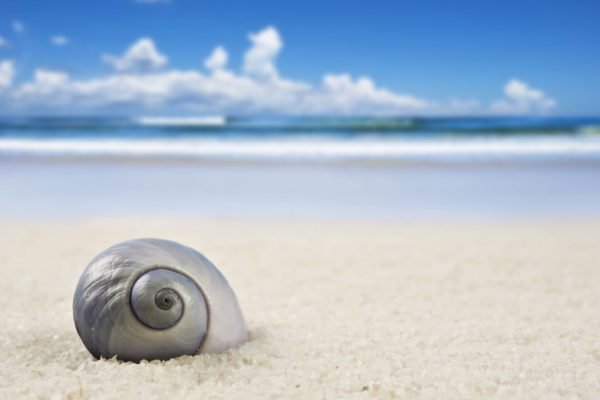 Silver Shell on Beach