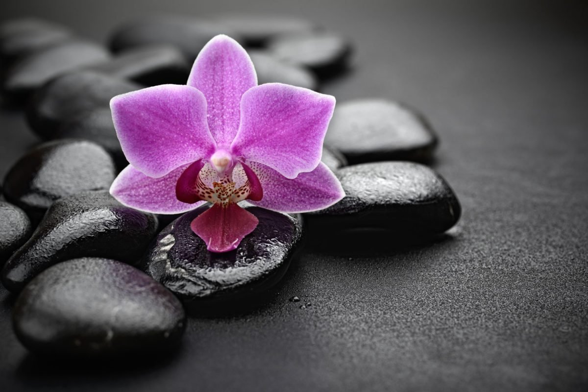 Spa Flower – Print A Wallpaper