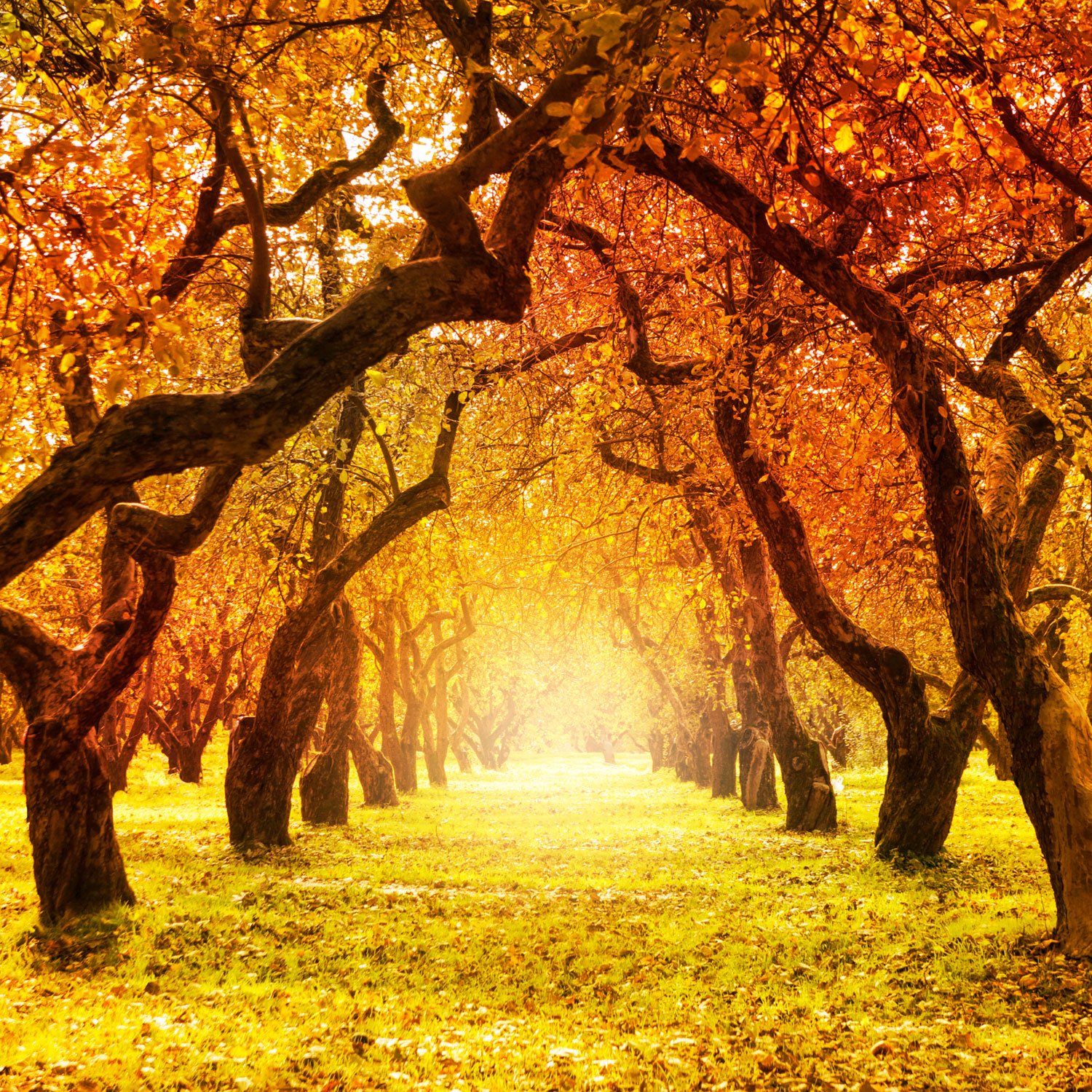 sunny-autumn-print-a-wallpaper