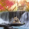 Tigers at Waterfall
