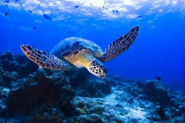 Turtle in Blue Waters