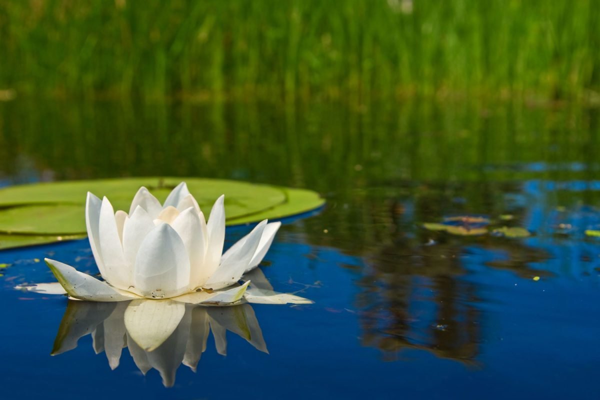 White Water Lily