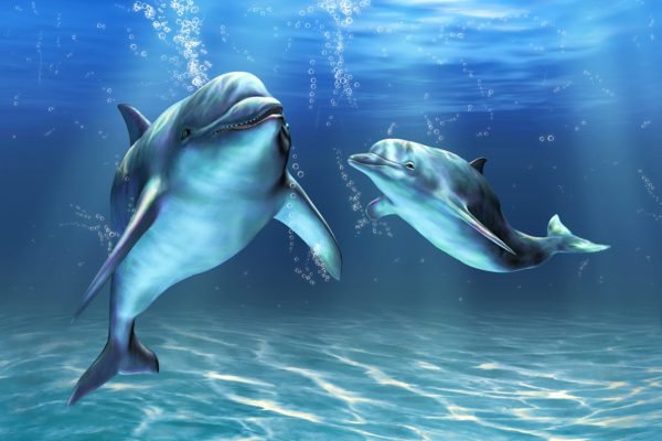 Aqua Dolphins
