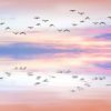 birds_flying_detail