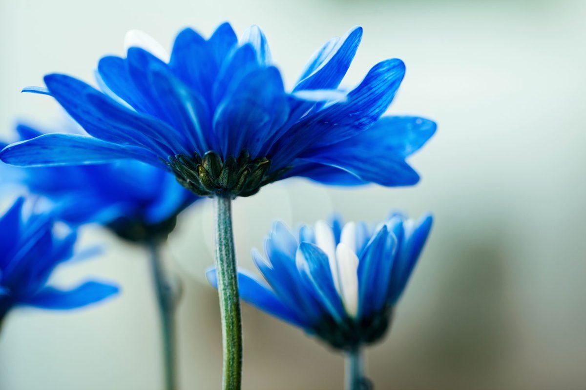 Blue Flowers