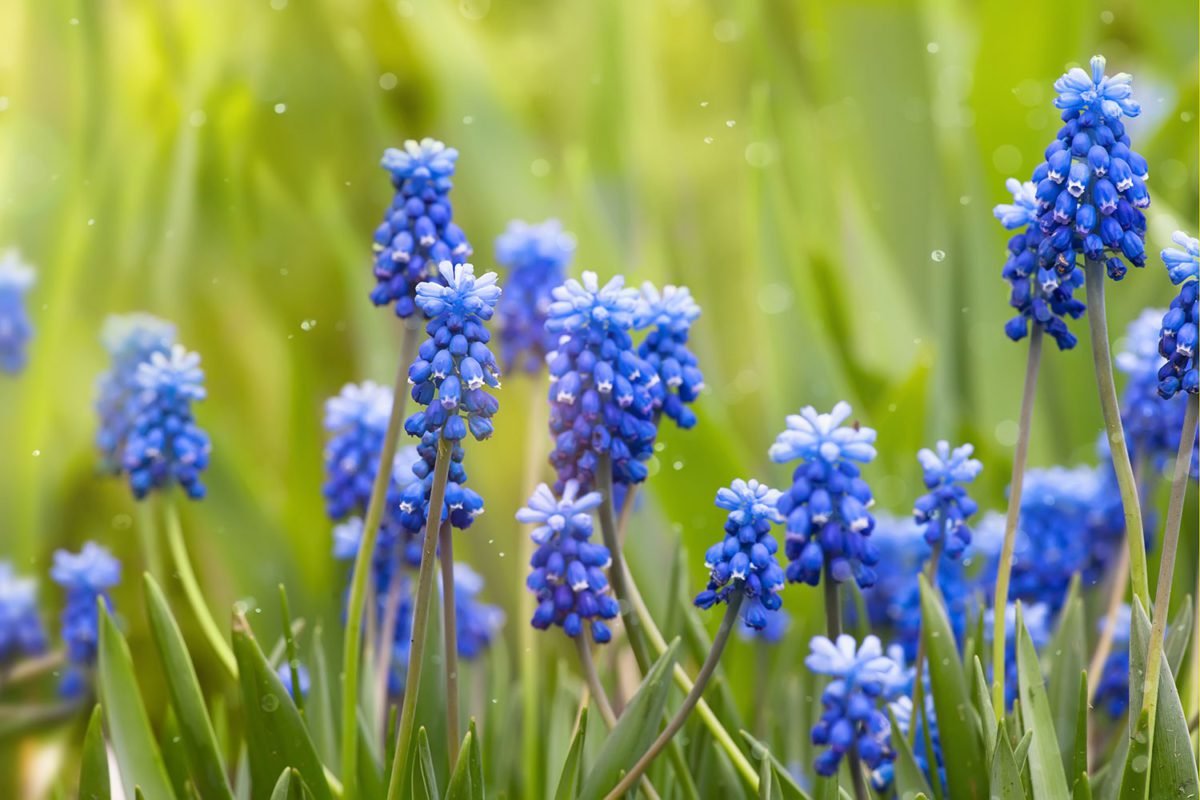 Blue Spring Flowers