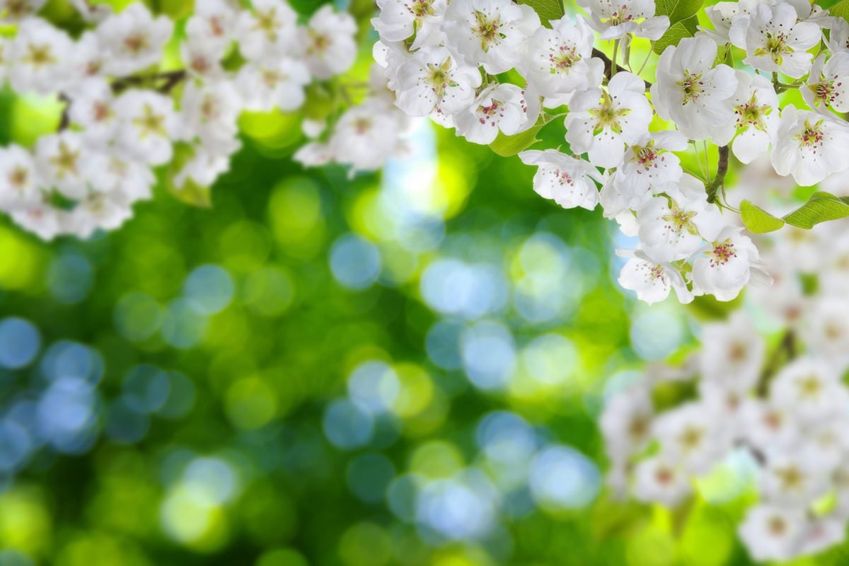 Bokeh Flowers