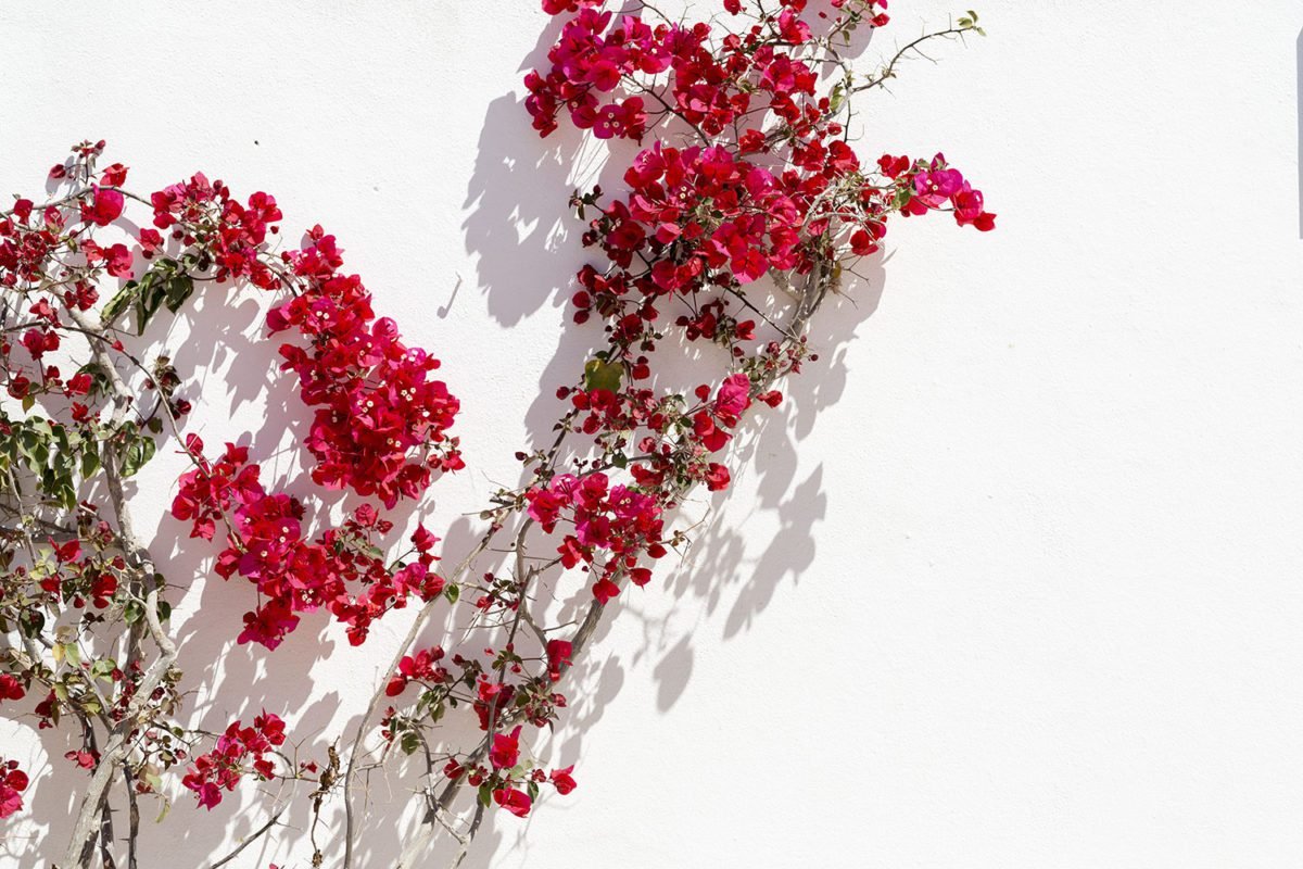 Bougainvillea Creeper – Print A Wallpaper