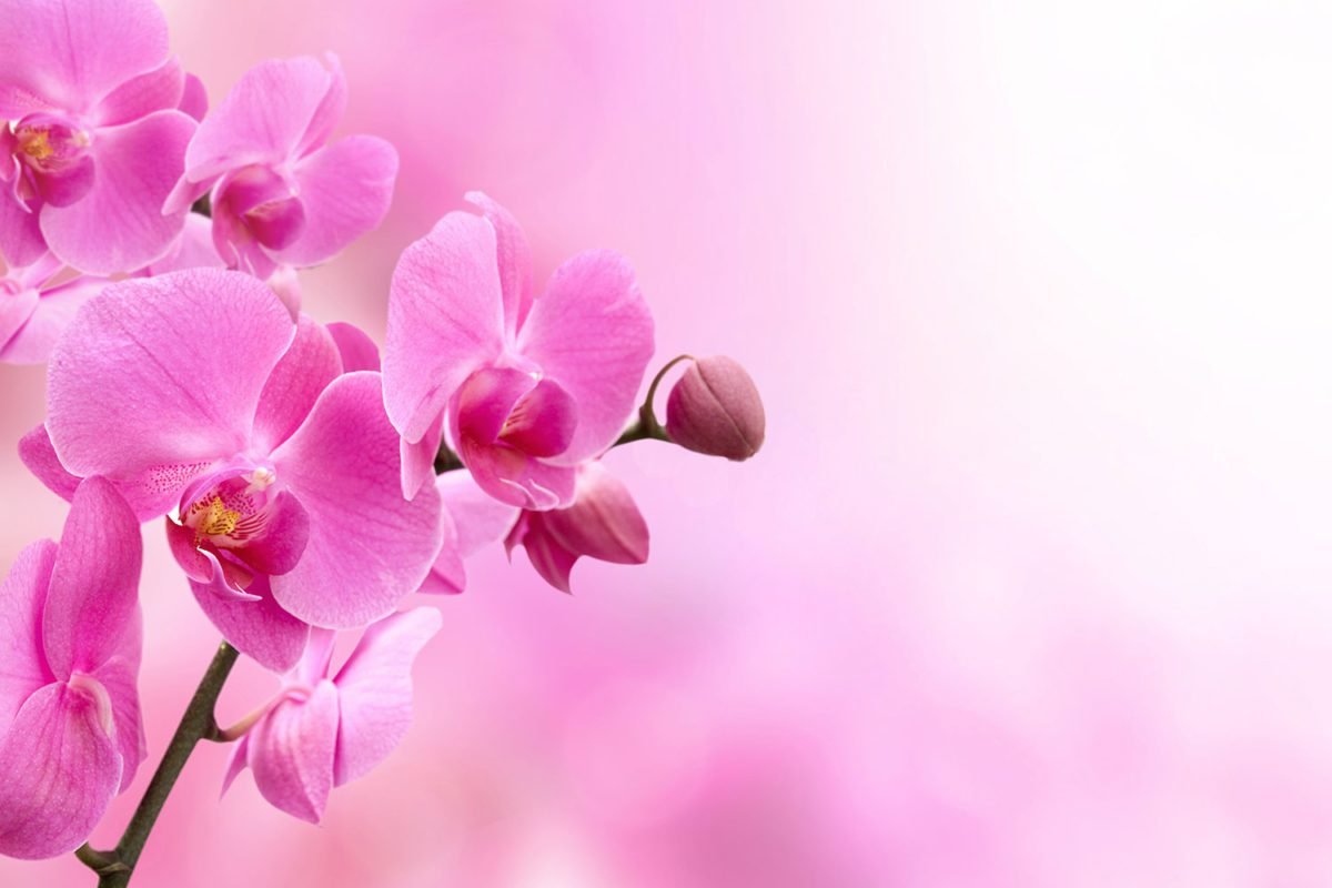 Closeup Pink Flowers