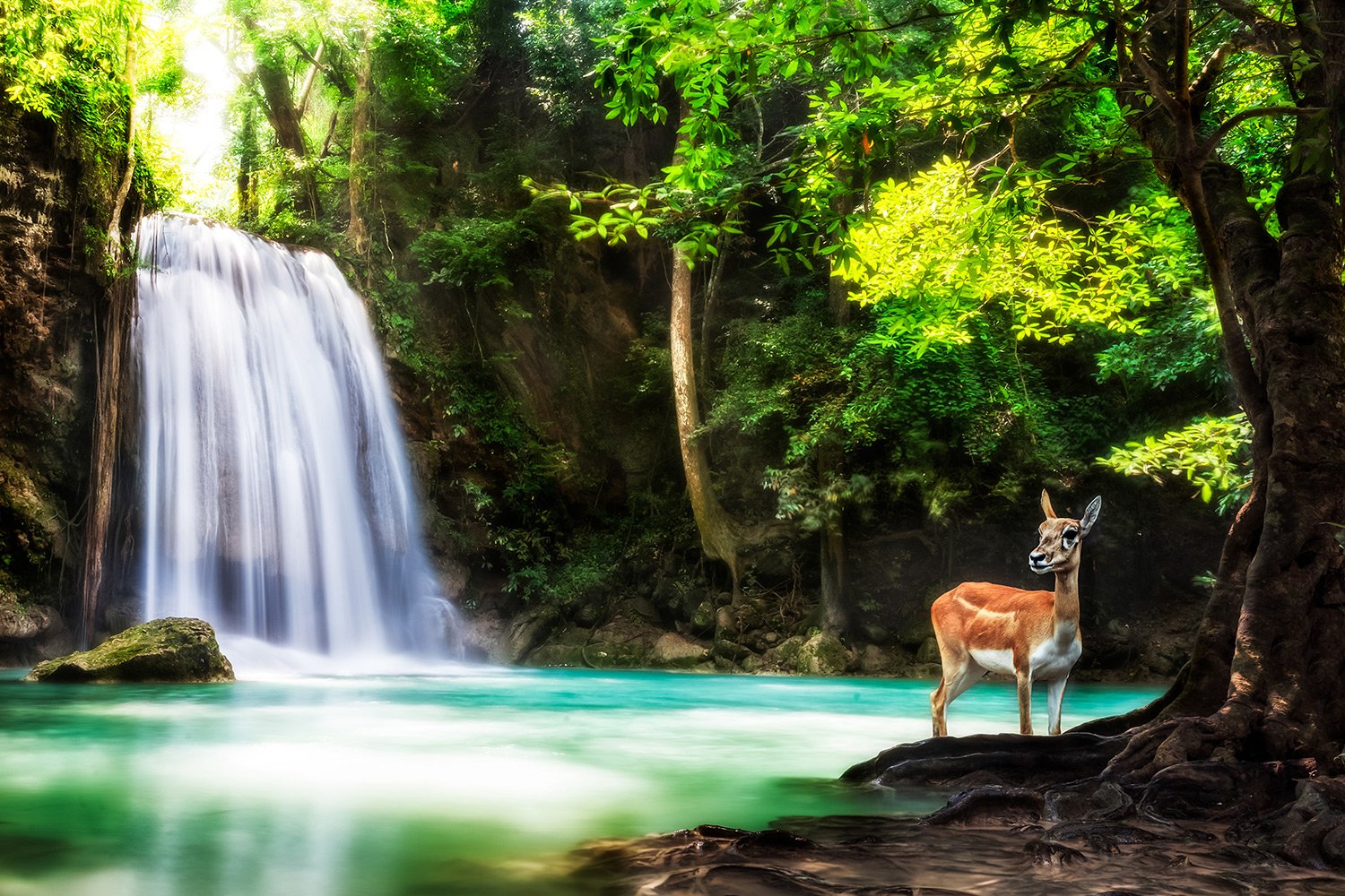 Deer Near Waterfall | | Print A Wallpaper & More