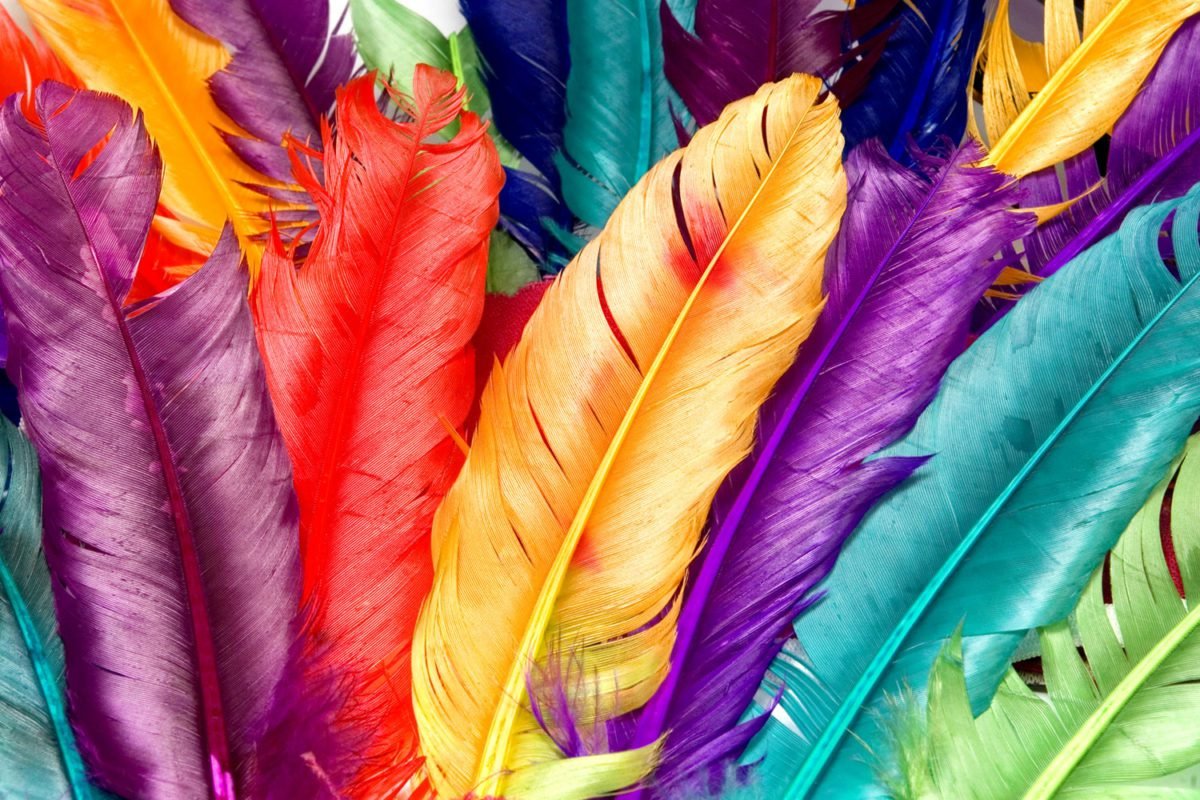 Feathers in Colors