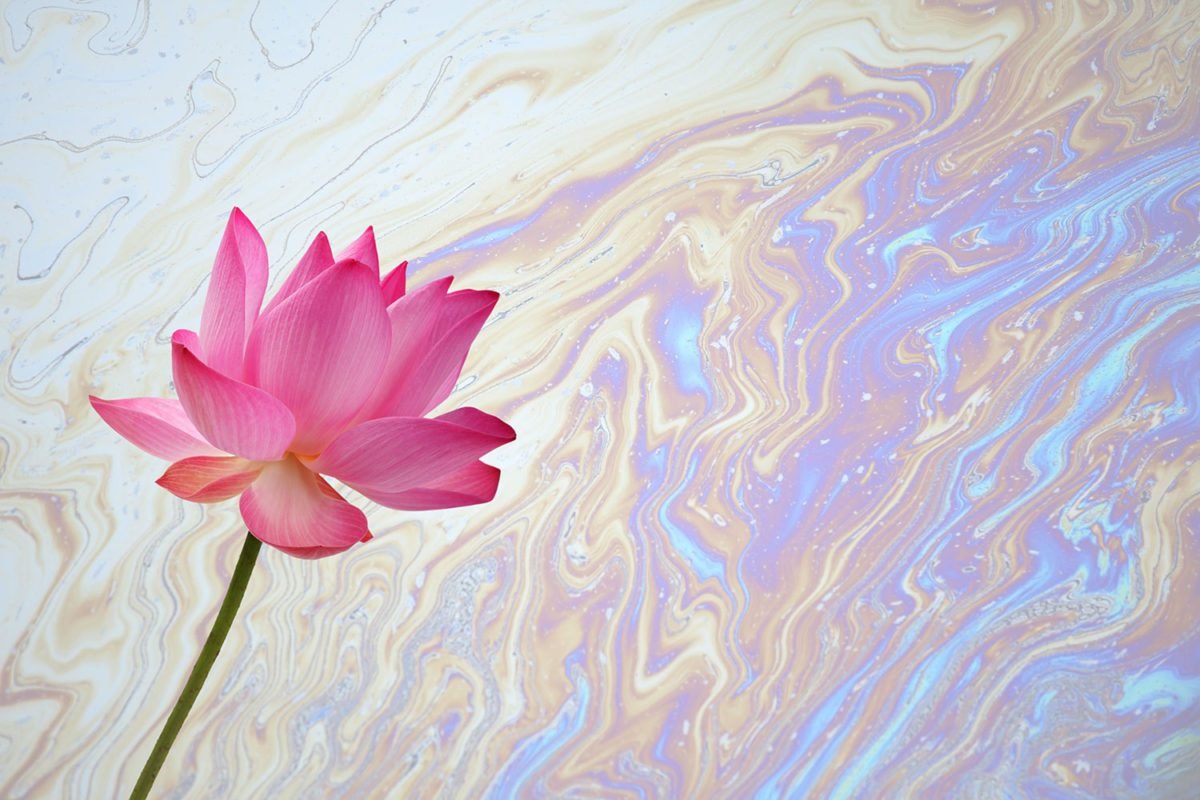 Lotus Refraction