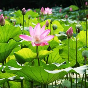 Multiple Lotus