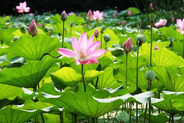 Multiple Lotus