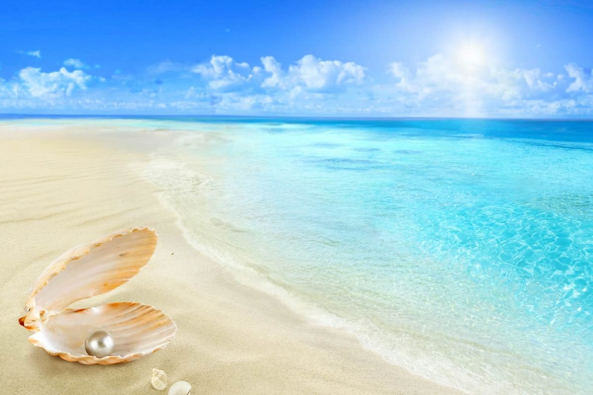 Oyster on Beach