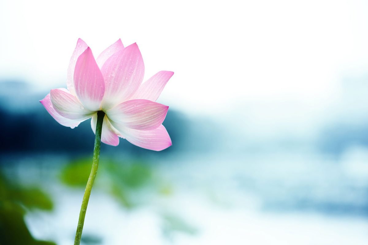 Pretty Lotus