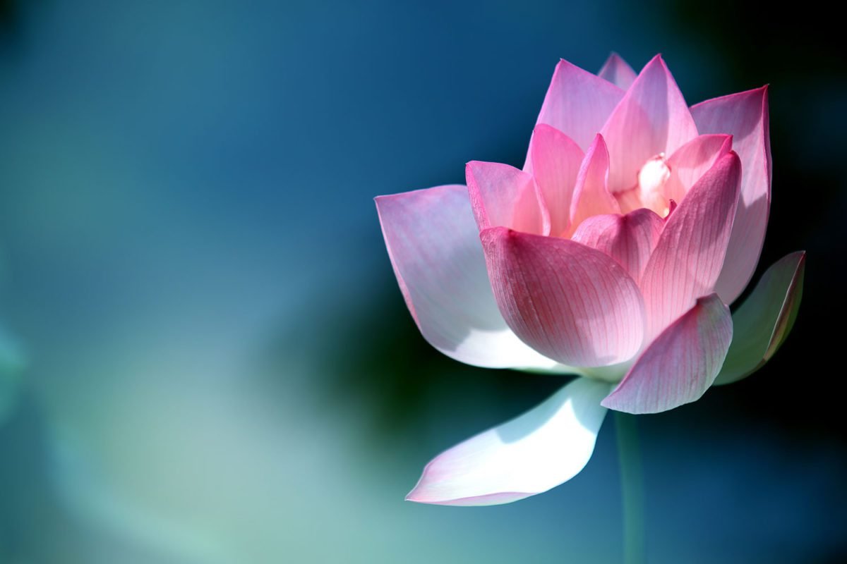 Single Lotus