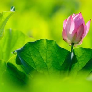 Single Lotus Leaf