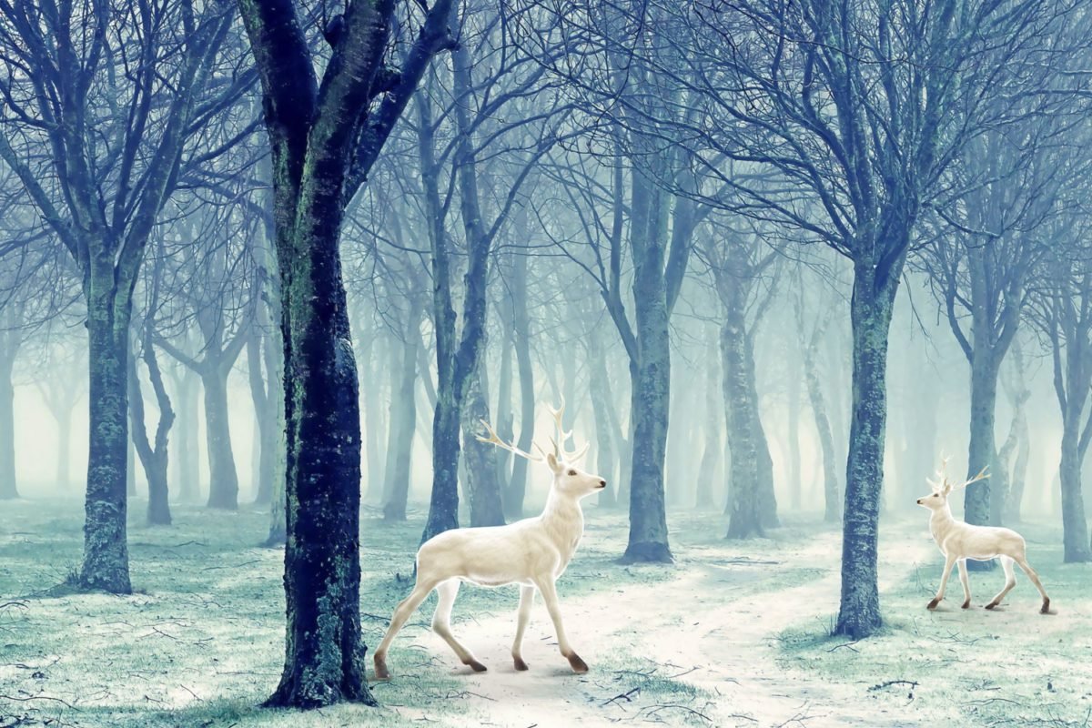 Snow Deers