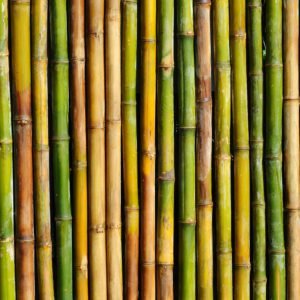 Weathered Bamboo