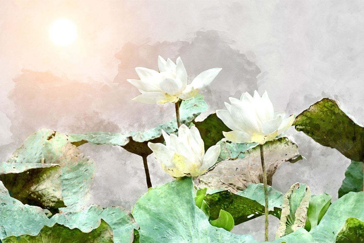 White Lotus Pond